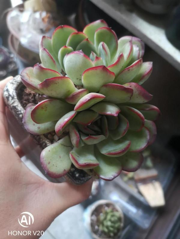 多肉小白一枚，今天又種了十多盆，有朋友知道叫什麼名字嗎？