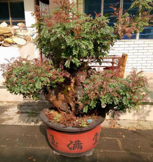 這&OpenCurlyDoubleQuote;3種&rdquo;植物，在家養1盆，能減少甲醛、細菌，使家人更健康