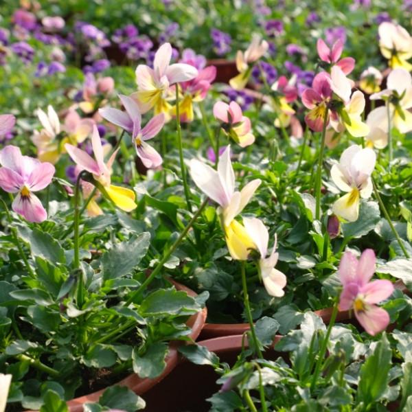 寓意好、顏值高！松江這裡的年宵花選購指南來啦，建議收藏