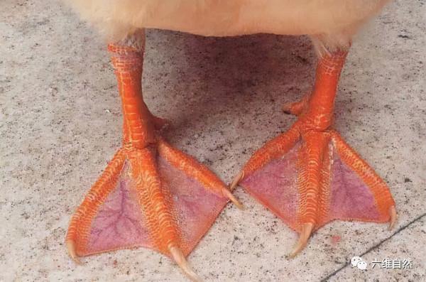 巴西一隻小鴨子艱難地爬上圍牆，以為馬上就自由，轉眼就被人捉回