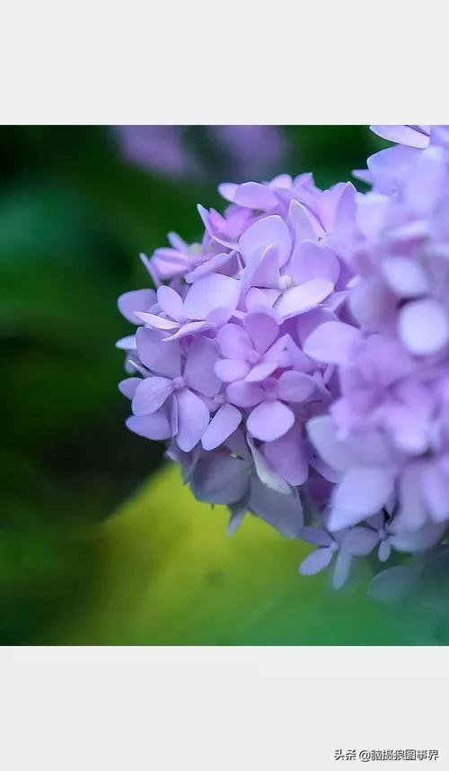 《&OpenCurlyQuote;秀球花的花開花落》