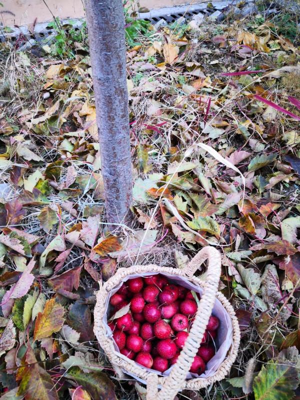國王的長耳朵 國王的長耳朵