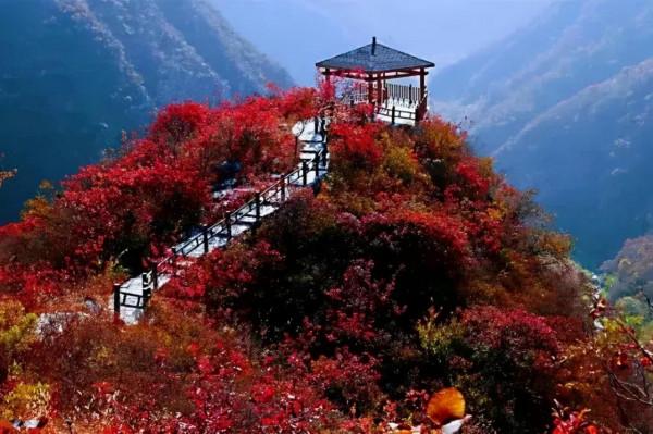 賞漫山彩葉,看雲騰山浮,房山最“紅”賞秋打卡地推薦,比香山更美!(上) 賞漫山彩葉,看雲騰山浮,房山最“紅”賞秋打卡地推薦,比香山更美!(上)