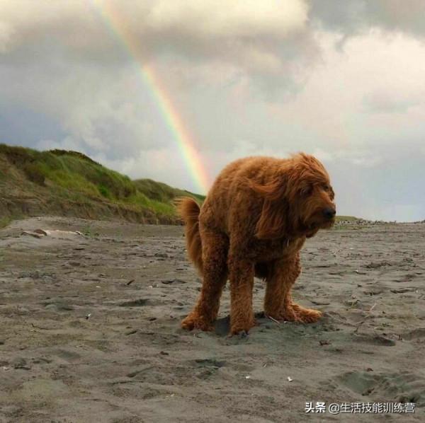 超治癒，50張可愛的寵物抓拍照片