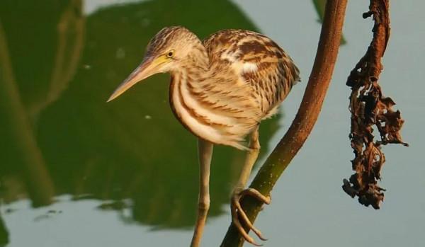 “尖叫雞”原型——黃葦鳽:任爾風吹雨打,我自巋然不動 “尖叫雞”原型——黃葦鳽:任爾風吹雨打,我自巋然不動
