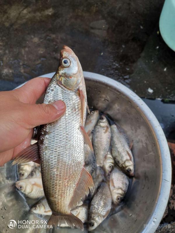 迎風浮漂飛，戰歌凱旋歸