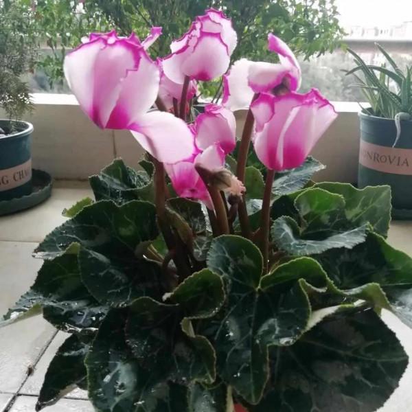 這些“年宵花”,現在開始養,過年就開花,紅紅火火,吉利喜慶 這些“年宵花”,現在開始養,過年就開花,紅紅火火,吉利喜慶