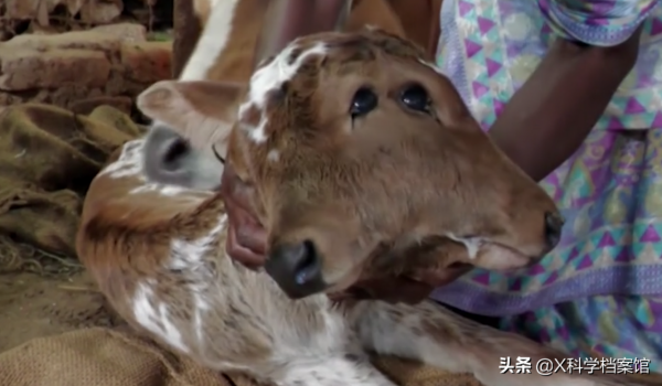 印度母牛生出雙頭小牛，主人用奶瓶喂，一個嘴巴吸奶另一個也在動