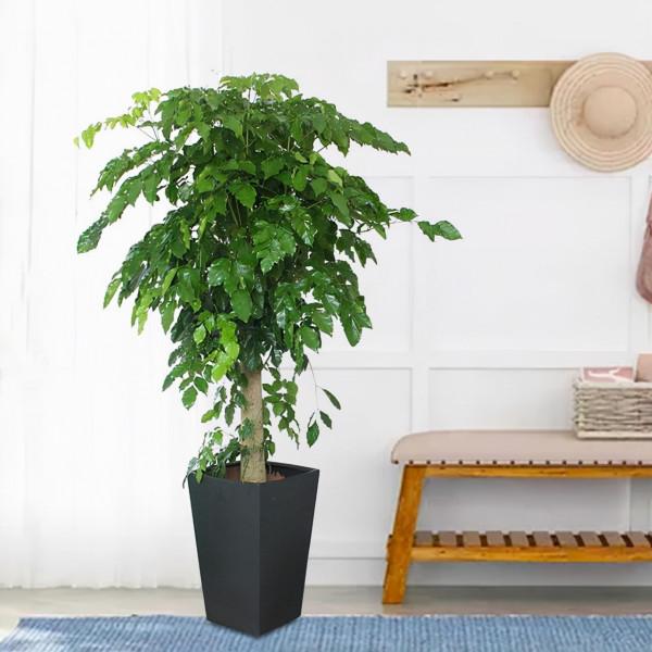 馬上就要過年了,還在為買什麼年宵花發愁嗎?推薦36種供你參考 馬上就要過年了,還在為買什麼年宵花發愁嗎?推薦36種供你參考