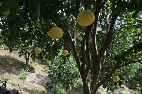 溪丘灣：產業路上白柚香