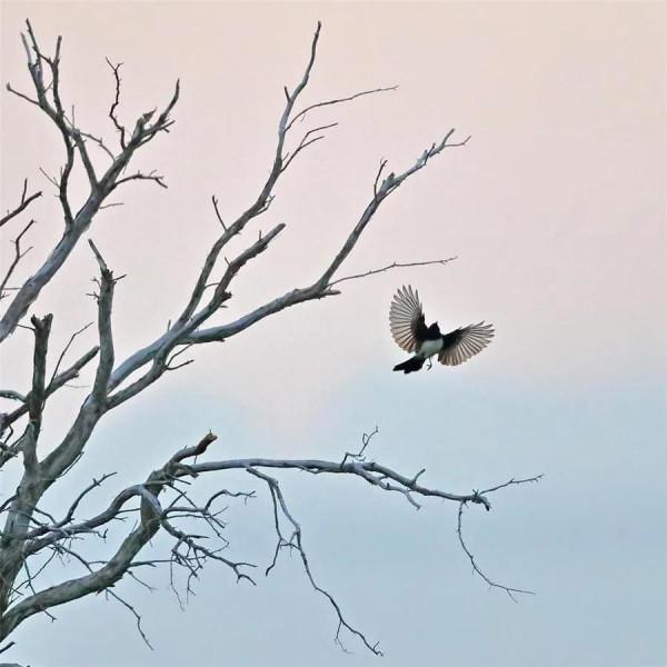 枝上鳥兒美如畫