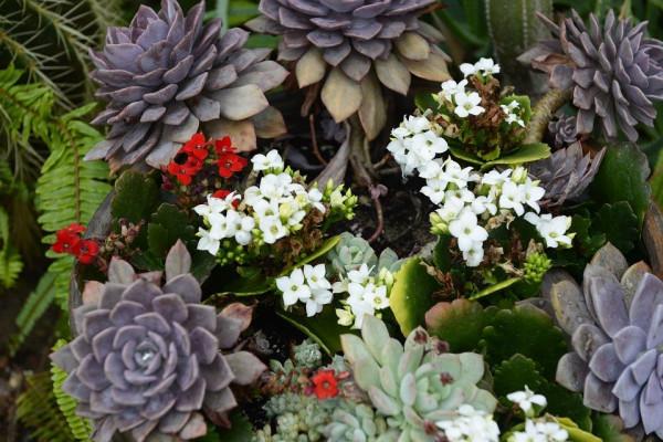 多肉植物開花，簡直美翻了