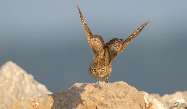 它是鳥嗎？新疆縱紋腹小鴞，萌呆啦