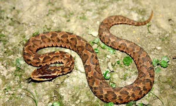短尾蝮：中國十大毒蛇之一，平平無奇的“土蛇”，咬傷率卻是最高