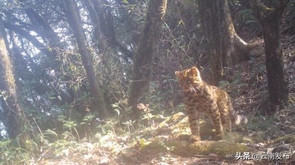#網聚雲南相約COP15#比雪豹罕見！“獨行俠”雲貓現身高黎貢山