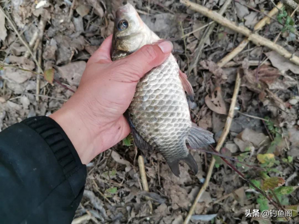 難怪有人說學會調漂反而釣不到魚了！只因你學藝不精、沒學全