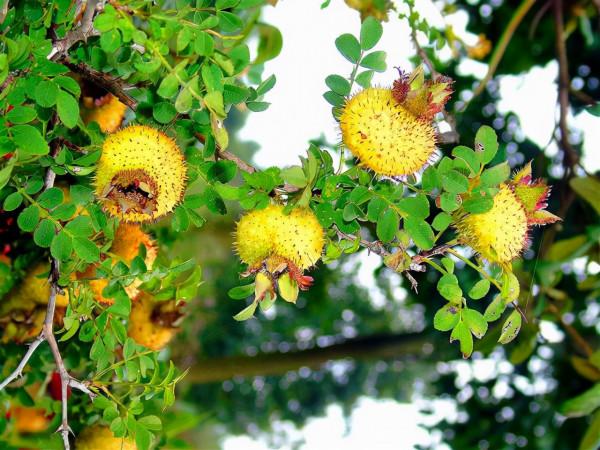 這十大全國頂尖的稀有水果,你都吃過哪些? 這十大全國頂尖的稀有水果,你都吃過哪些?