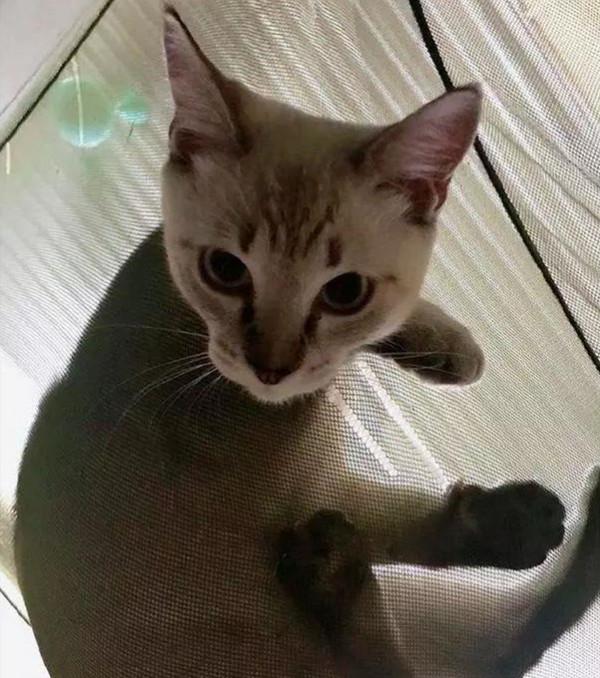 夏天如何養好貓咪？首先要保證餵食的貓糧要新鮮哦