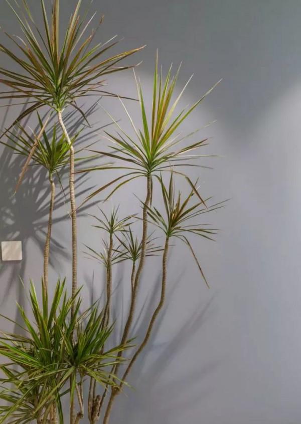 盤點10種常見的高格調家居綠植