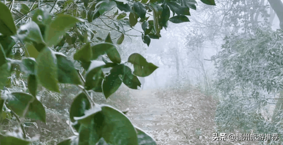 絕美！從晉朝走來的青蓮古寺，霧凇美景出現，又再次驚豔了世人