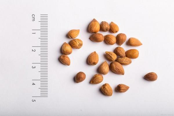 養顏與瀉下類中藥合理應用