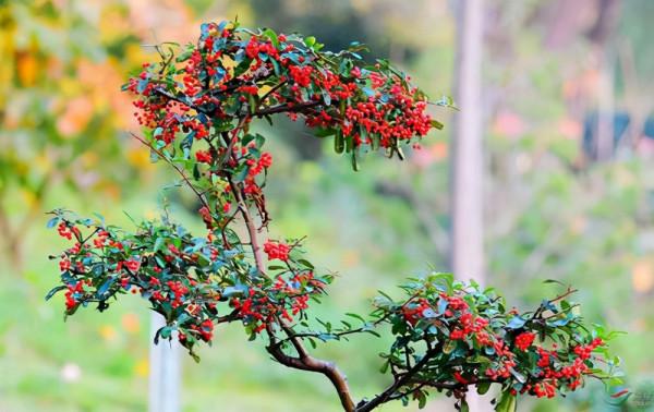 農村才有的美味野果，現在都比較少見了，你吃過幾種？