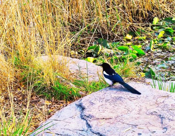 玉淵潭秋色秋韻,像莫奈筆下的畫 玉淵潭秋色秋韻,像莫奈筆下的畫