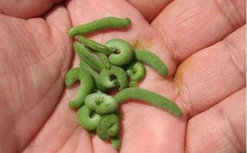 中國常見動植物(動物篇五)