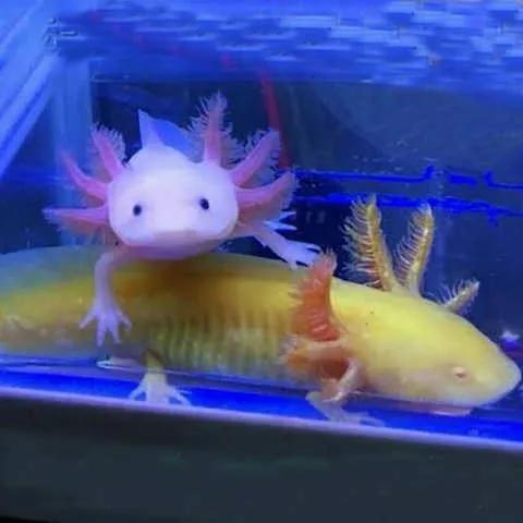 世界之大無奇不有&bull;美麗的六角恐龍魚百科