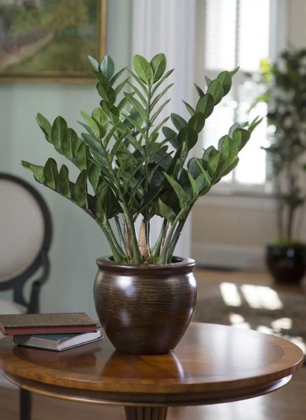 勤養魚，懶養花，家裡這些常見的盆栽綠植都要粗放養護