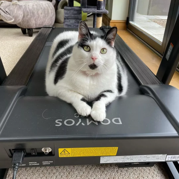 從營養不良的病貓,到長成“肥牛”,中間只差一位愛它的鏟屎官 從營養不良的病貓,到長成“肥牛”,中間只差一位愛它的鏟屎官