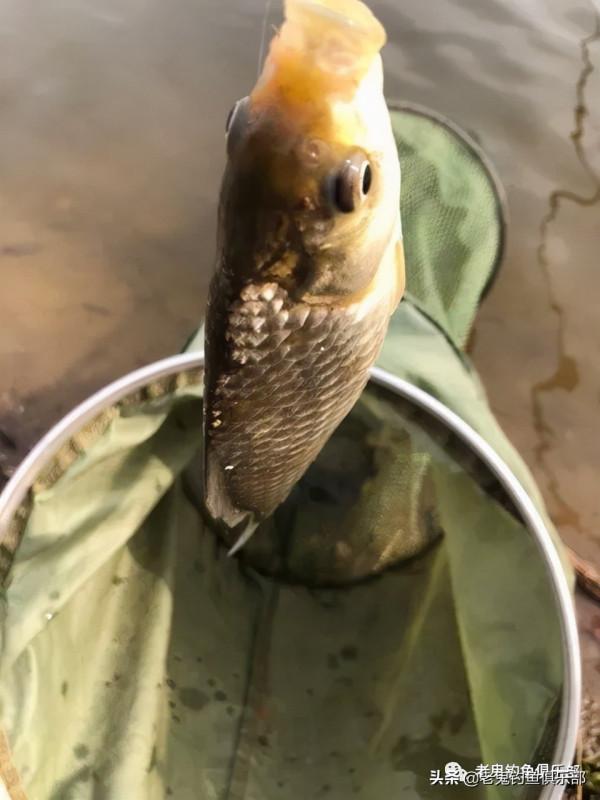 雪後野釣，野戰之王出馬，收穫大鯽魚