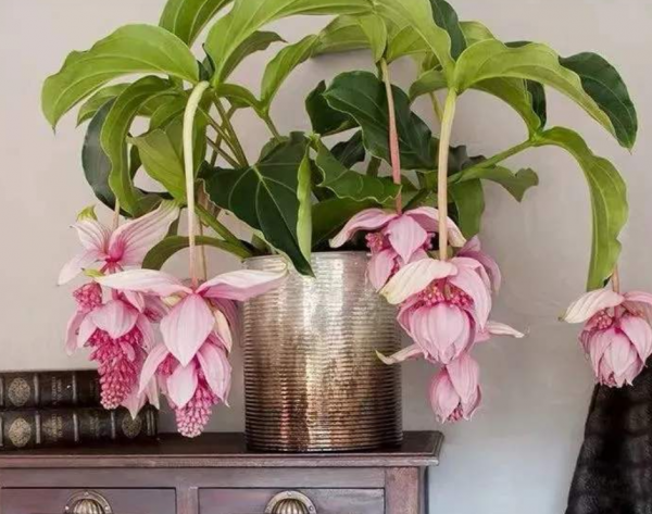 3年前寶蓮花又被稱為“貴婦花”，價格高、顏好，如今1盆不過百