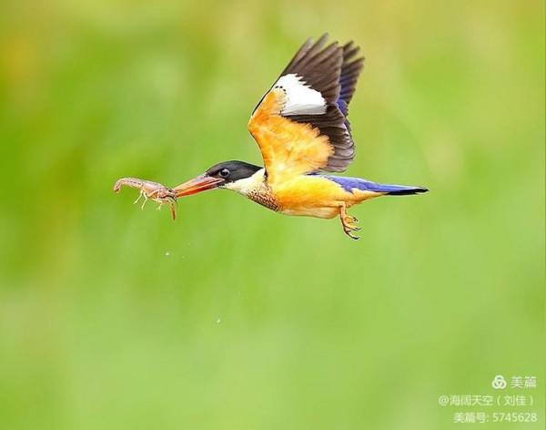 自然界中最美的鳥兒之一藍翡翠