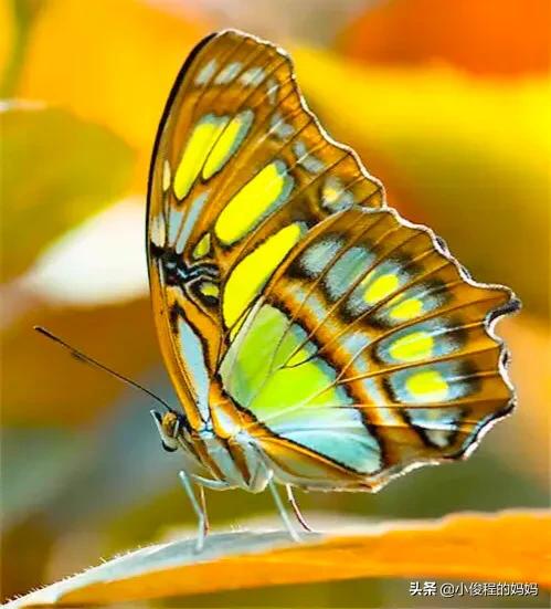 分享圖片-五顏六色的蝴蝶