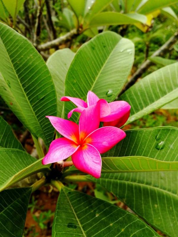 北海散記之花卉篇（下）
