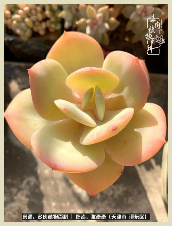 養多肉,累並快樂著!美好的事物,需要與大家分享 養多肉,累並快樂著!美好的事物,需要與大家分享