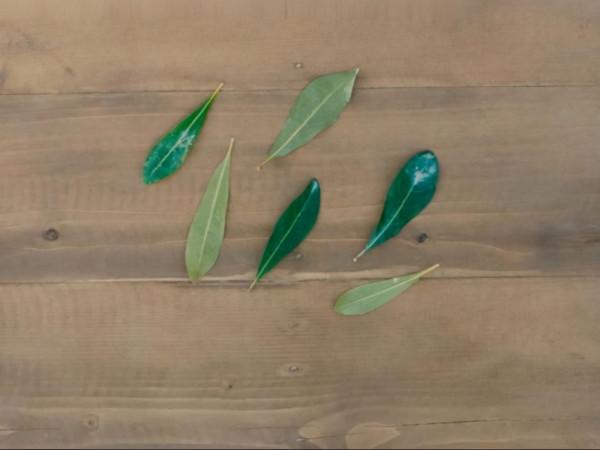 崑崙神宮：張贏川戲份不多，本事也一般