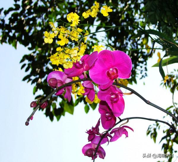 花中極品蝴蝶蘭 花中極品蝴蝶蘭