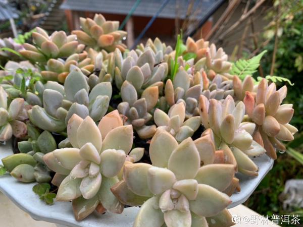 大暑到!多肉植物請注意:做好這5步,才能安全過暑 大暑到!多肉植物請注意:做好這5步,才能安全過暑