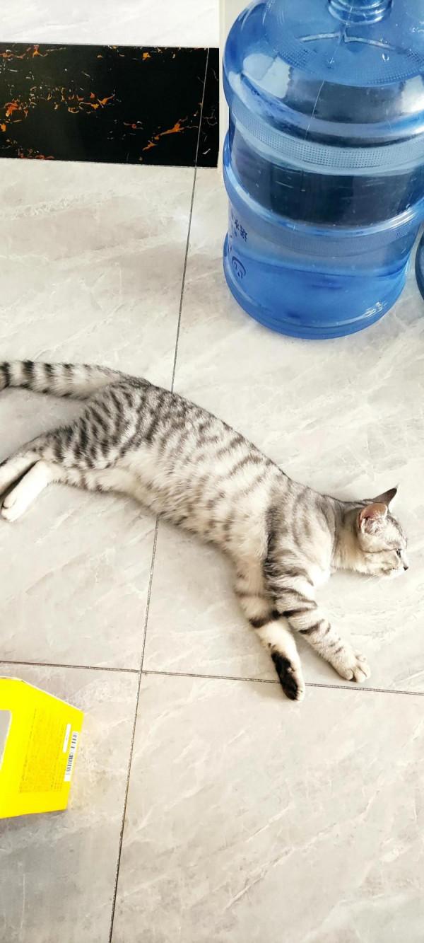 我家二毛美眉的日常（睡覺篇）