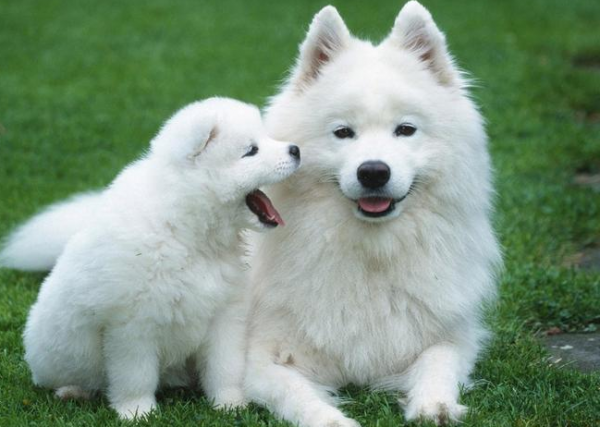 狗狗排行榜之無攻擊性的犬種，最適合家養了