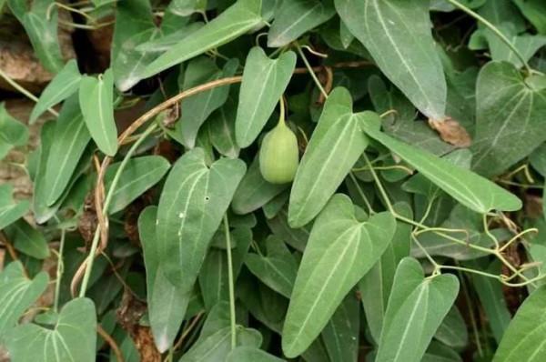 中藥古今研究：天仙藤