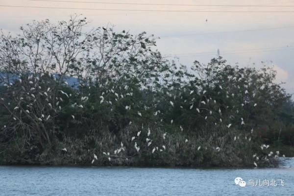 海南鳥事之四 孤島歸鷺