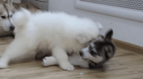 盤點“最嬌氣”的6種狗，耐心不夠，建議別養