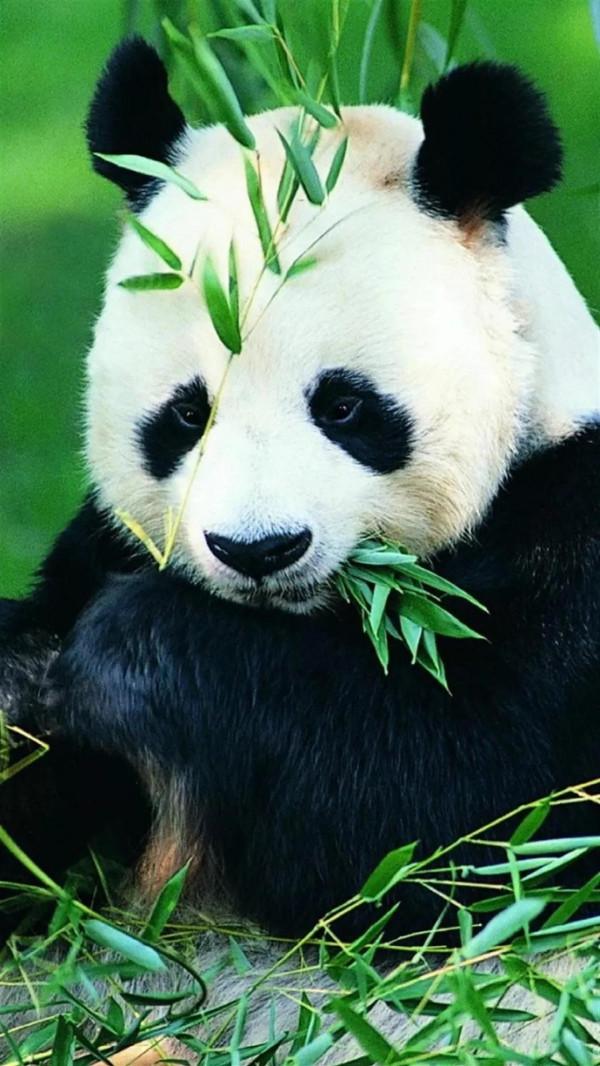 分享—大熊貓