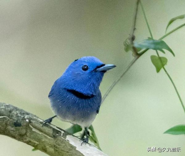 自然界最古靈精怪的精靈