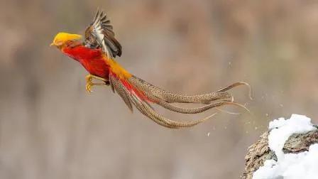 分享圖片：比鳳凰還美麗的鳥三十多款