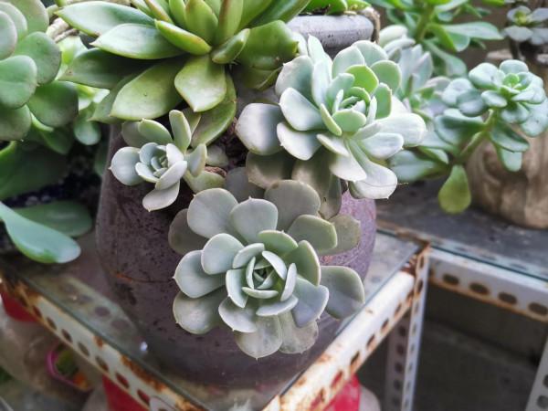 冬雲娘娘帶著絲綢面紗，攜幽靈公主和安娜公主亮相