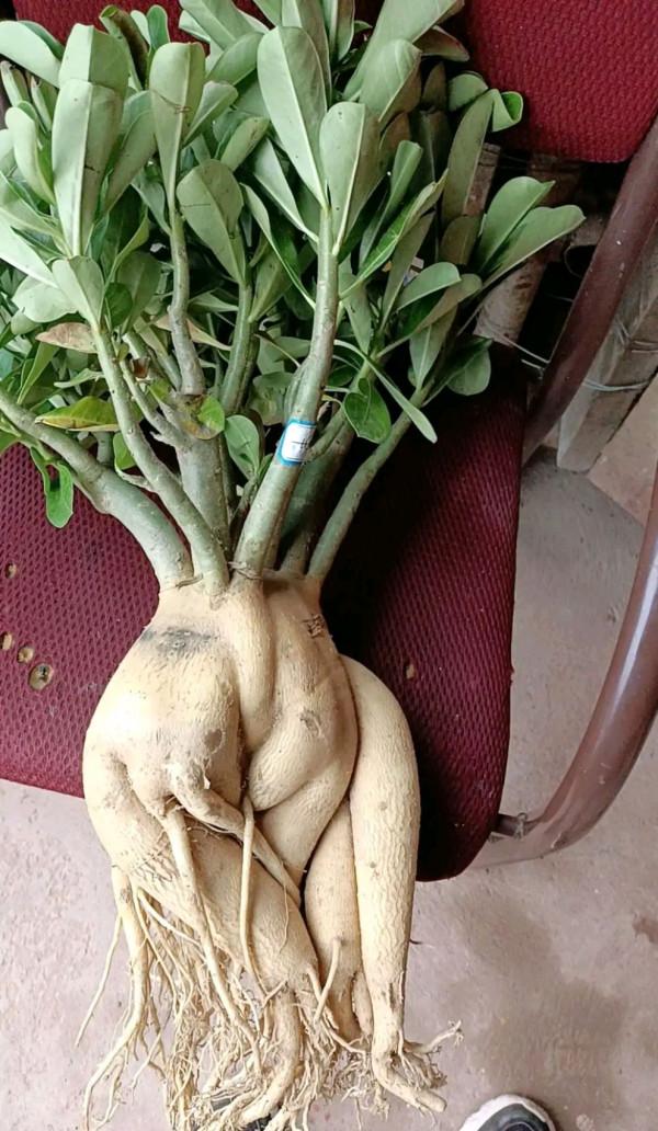 容易因多澆水而死的“18種花”，養不活都是由於手太勤